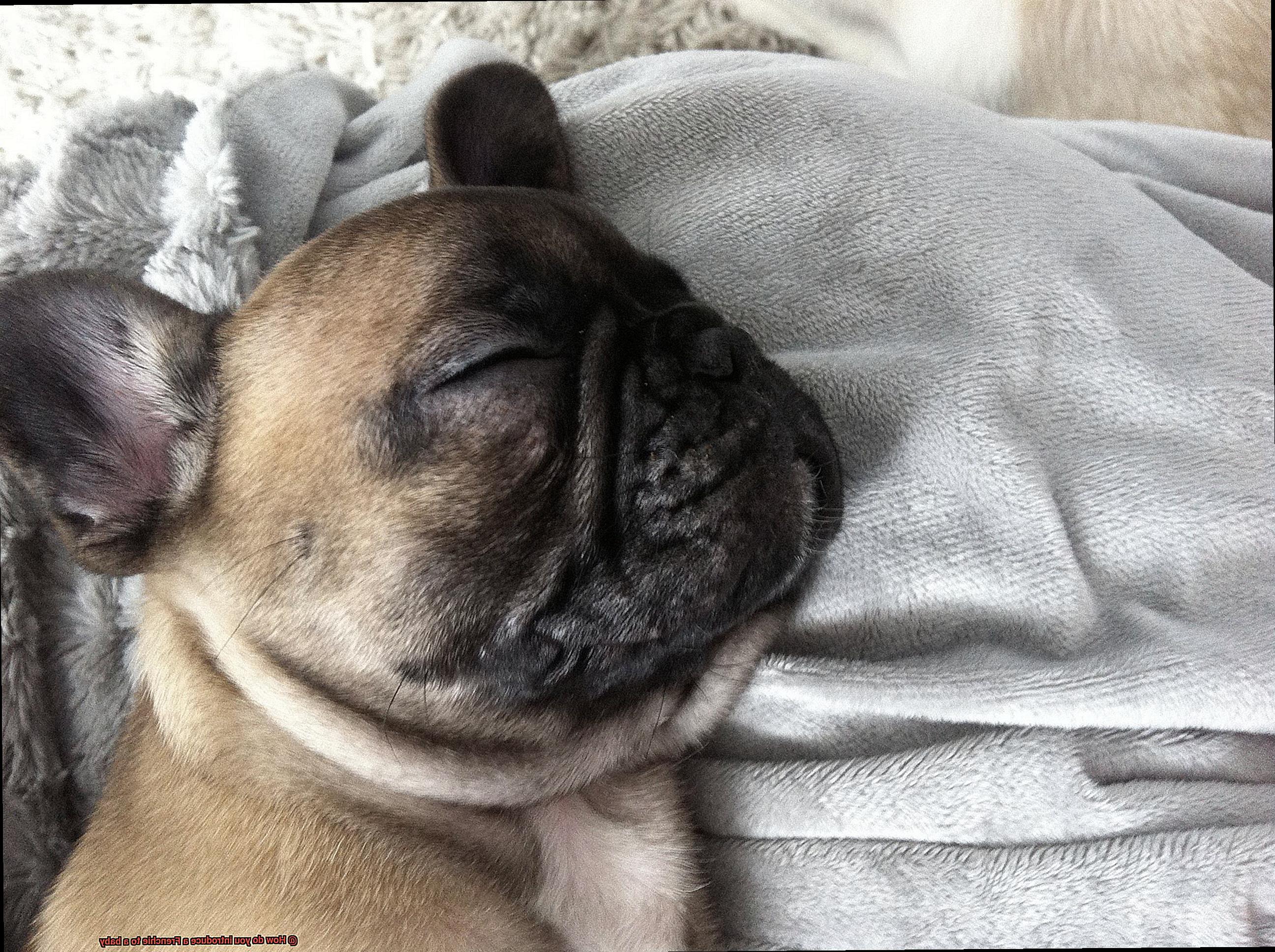 How do you introduce a Frenchie to a baby-2