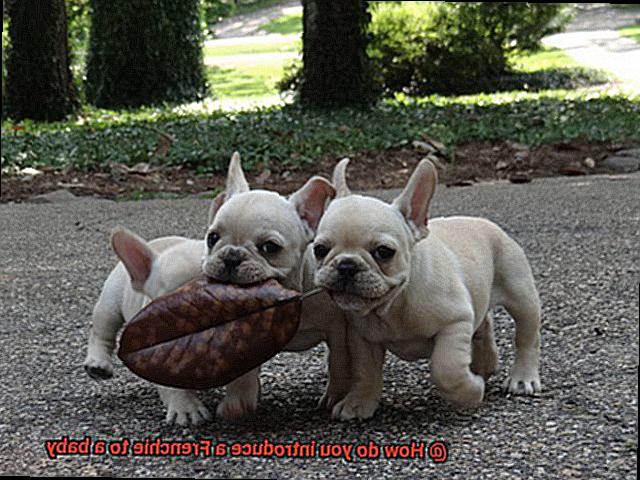 How do you introduce a Frenchie to a baby-6