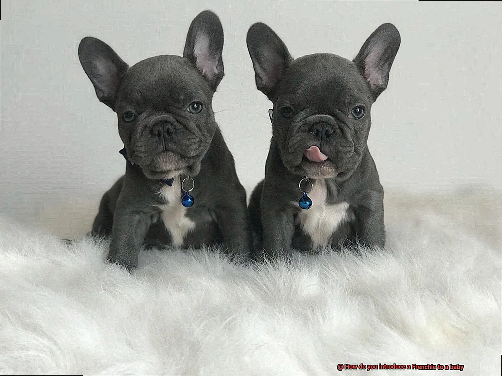 How do you introduce a Frenchie to a baby-12