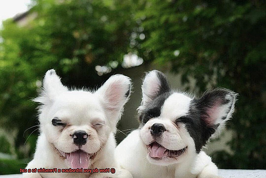 How do you introduce a Frenchie to a cat-8
