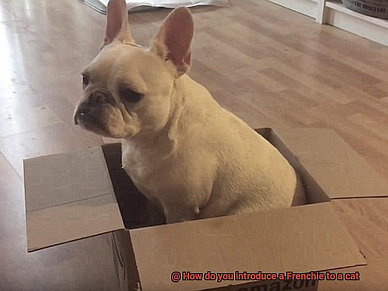 How do you introduce a Frenchie to a cat-5