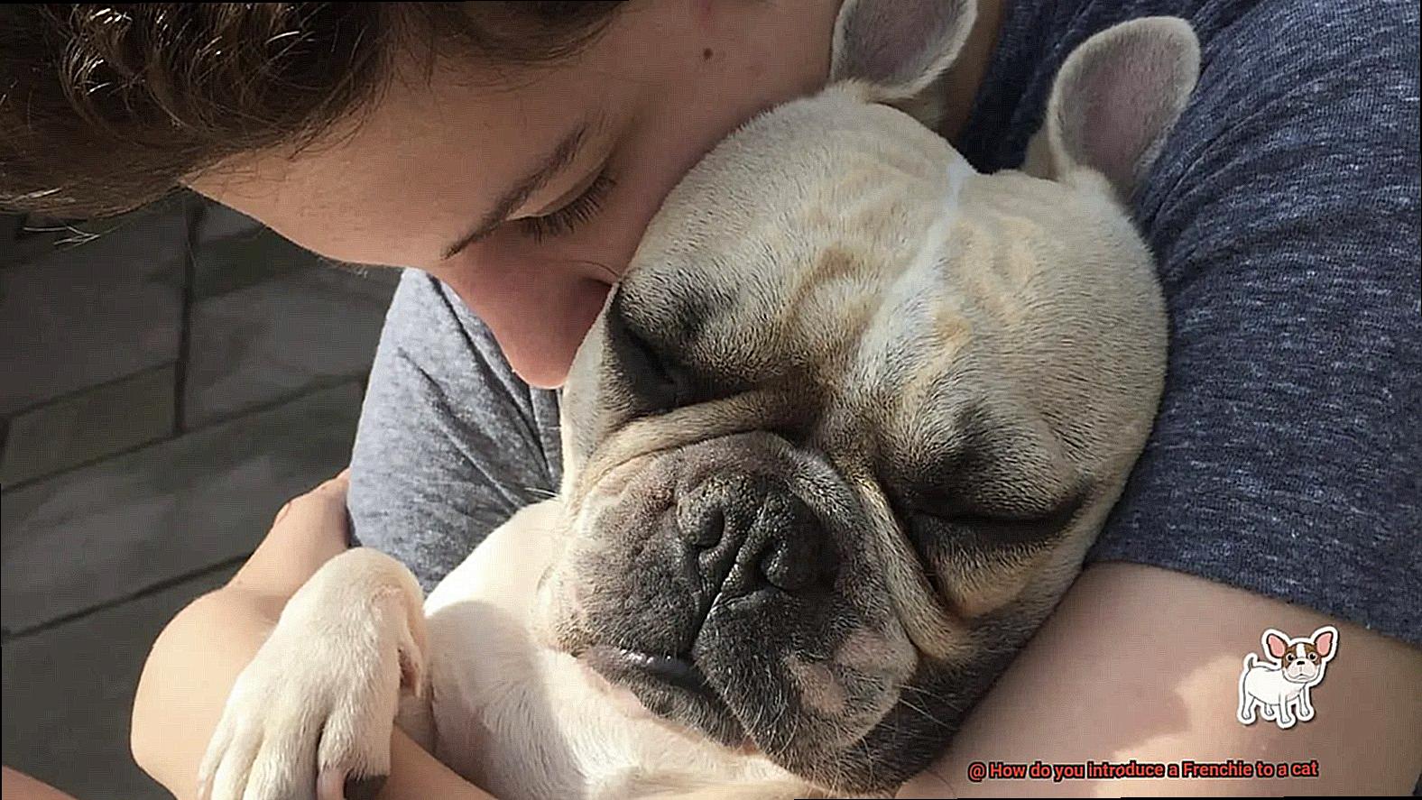 How do you introduce a Frenchie to a cat-4
