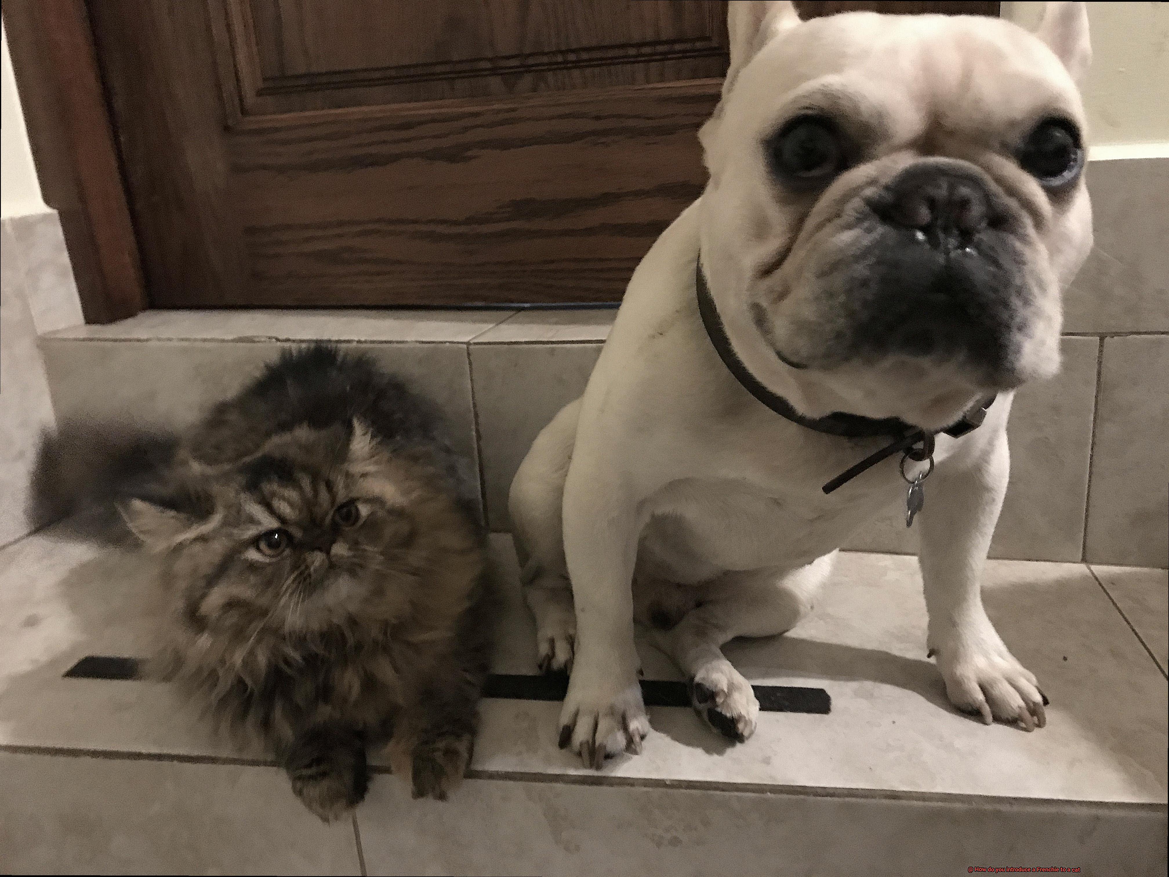 How do you introduce a Frenchie to a cat-6