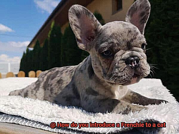 How do you introduce a Frenchie to a cat-10