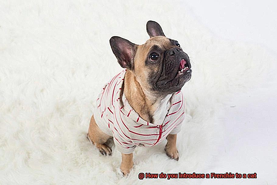 How do you introduce a Frenchie to a cat-3