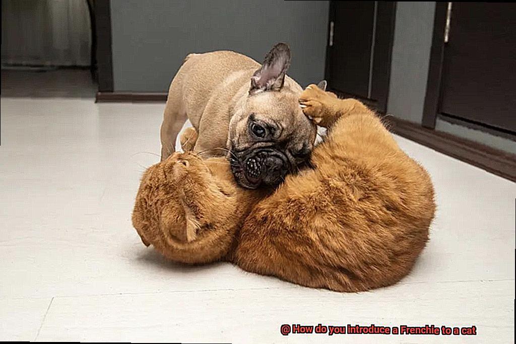 How do you introduce a Frenchie to a cat-7