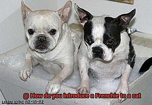 How do you introduce a Frenchie to a cat-9