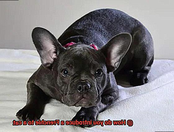 How do you introduce a Frenchie to a cat-2