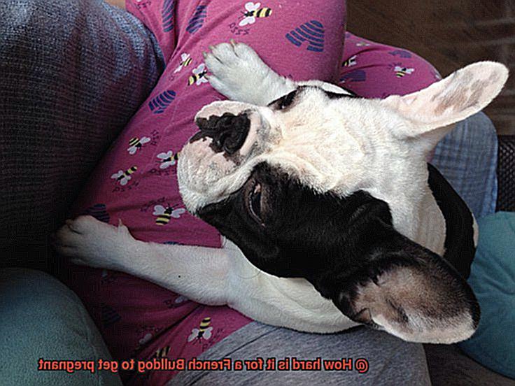 How hard is it for a French Bulldog to get pregnant-4