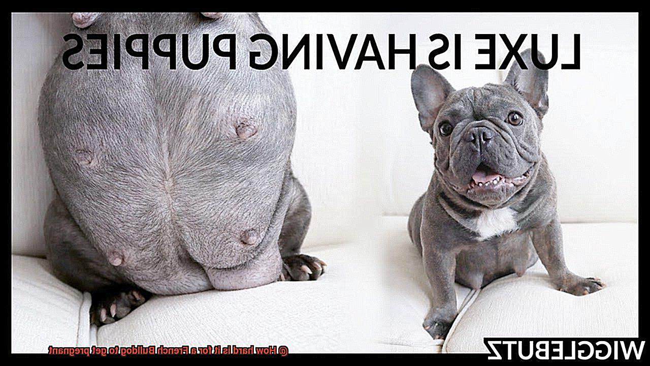 How hard is it for a French Bulldog to get pregnant-2