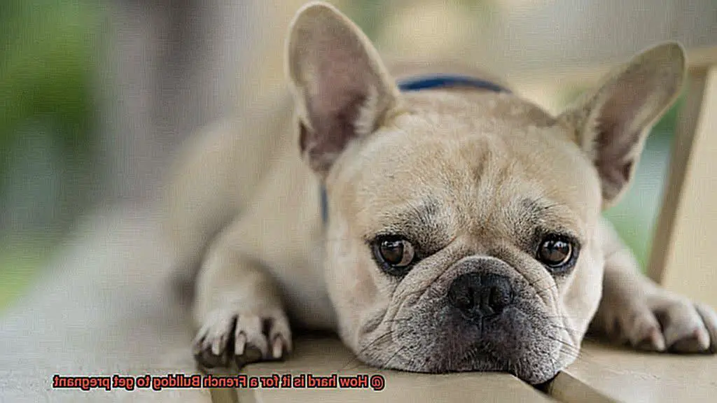 How hard is it for a French Bulldog to get pregnant-6