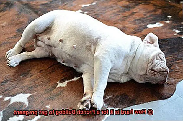 How hard is it for a French Bulldog to get pregnant-5