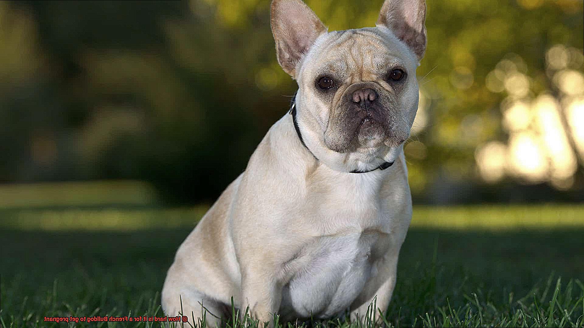 How hard is it for a French Bulldog to get pregnant-13
