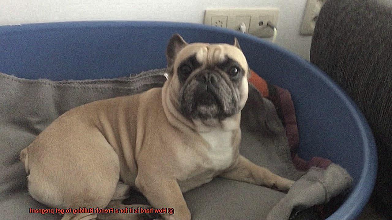 How hard is it for a French Bulldog to get pregnant-9