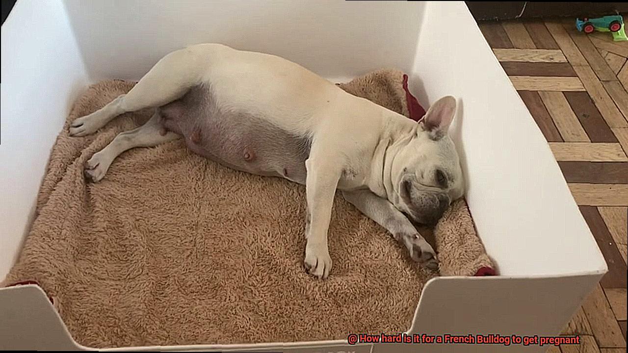 How hard is it for a French Bulldog to get pregnant-3