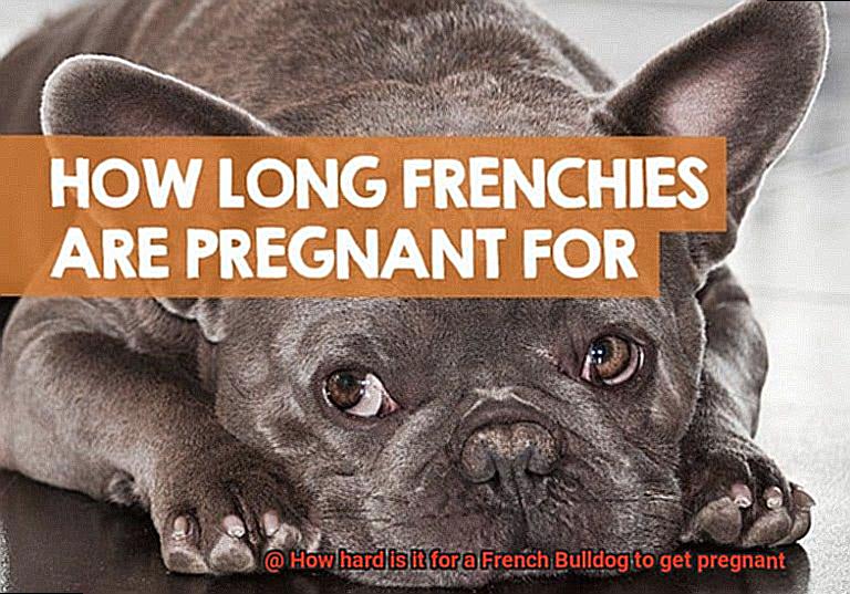 How hard is it for a French Bulldog to get pregnant-11