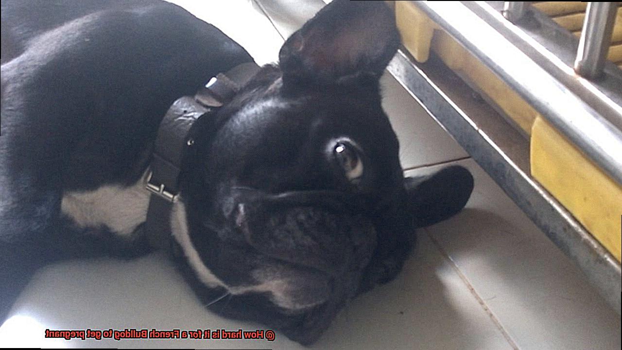 How hard is it for a French Bulldog to get pregnant-7