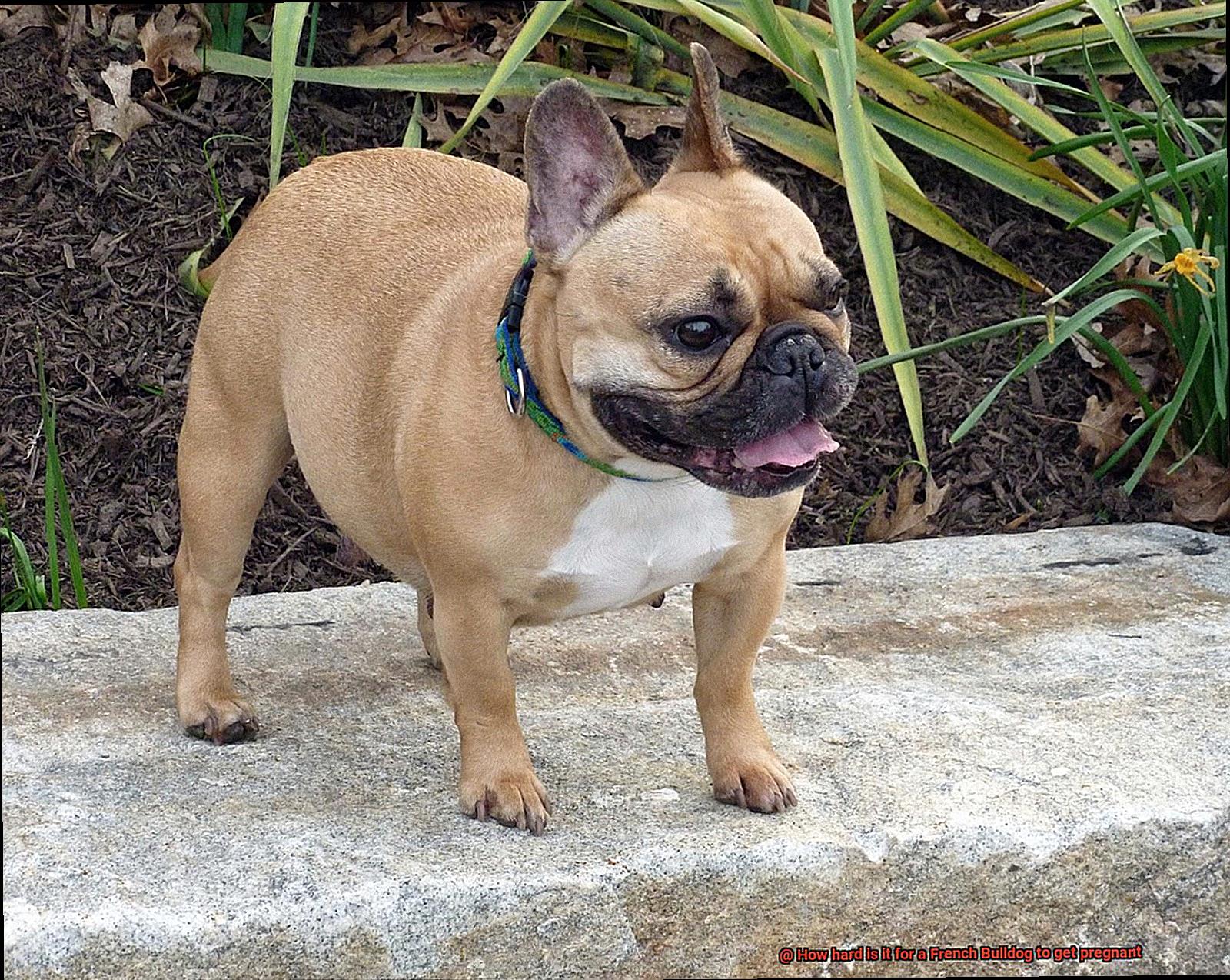 How hard is it for a French Bulldog to get pregnant-10
