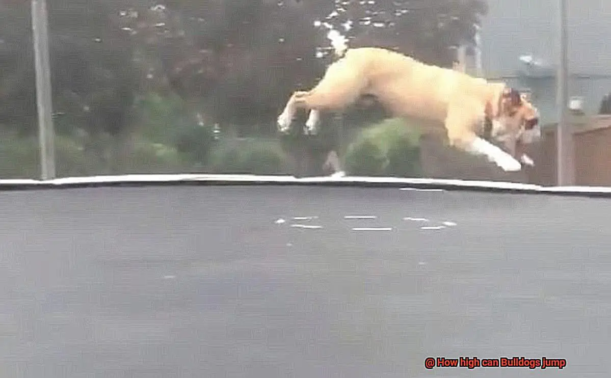 How high can Bulldogs jump-6