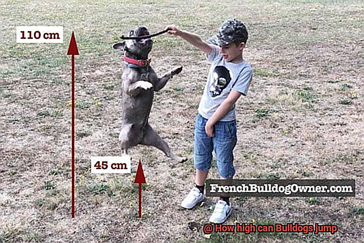How high can Bulldogs jump-8