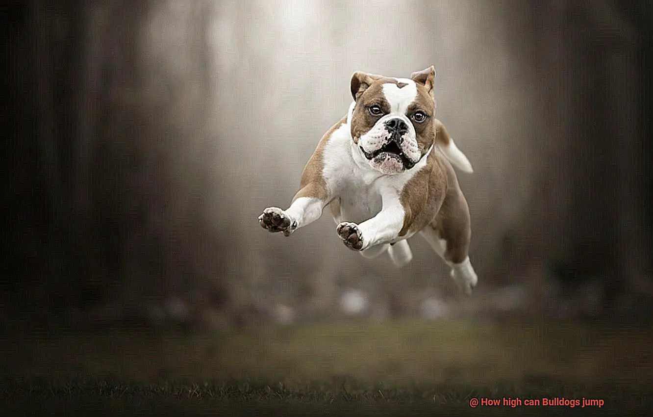 How high can Bulldogs jump-3