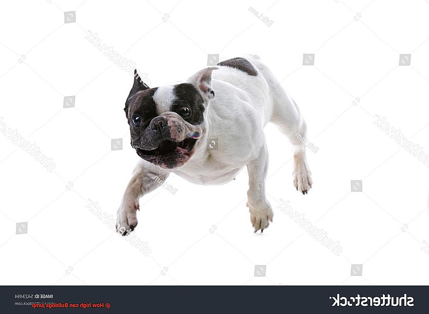 How high can Bulldogs jump-2