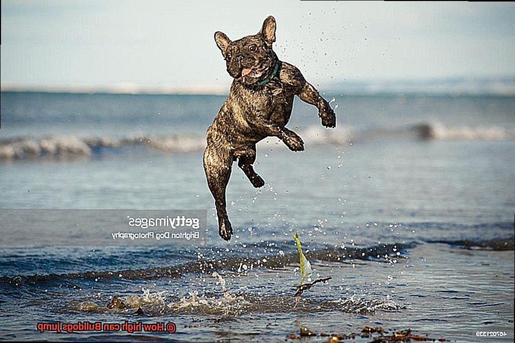 How high can Bulldogs jump-9