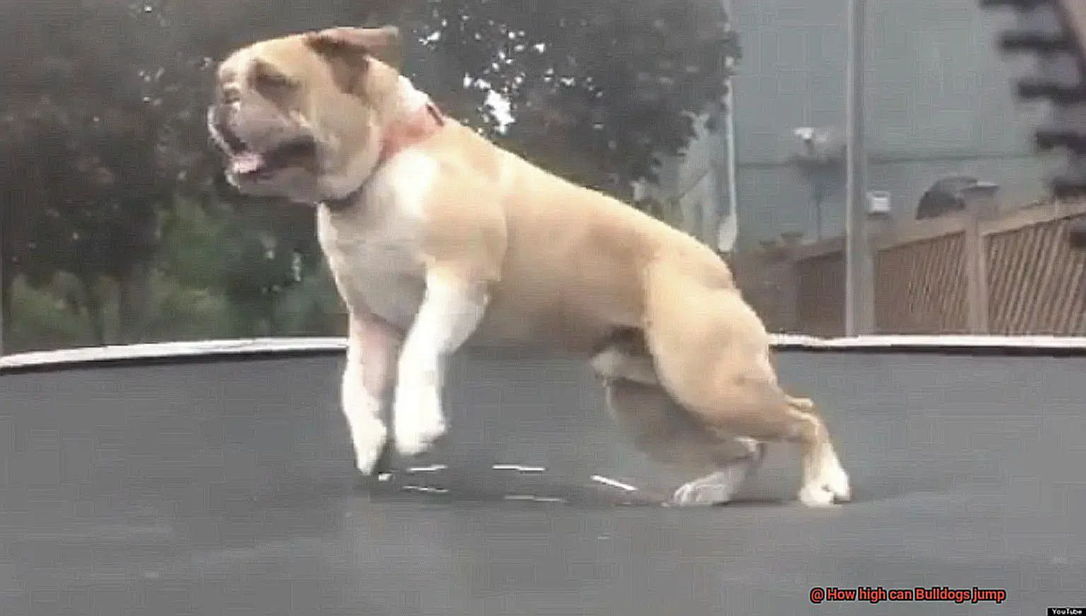 How high can Bulldogs jump-5