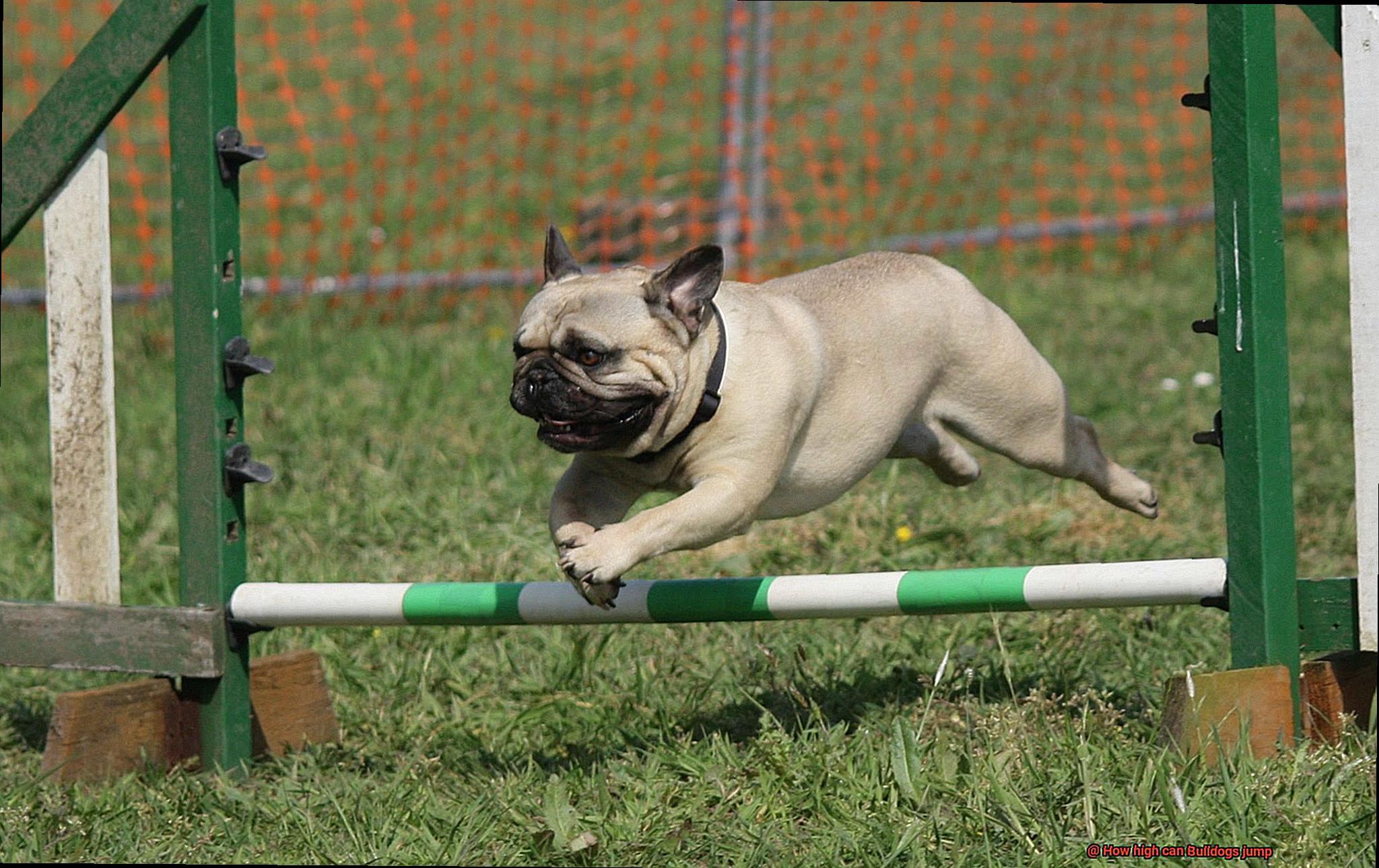 How high can Bulldogs jump-7