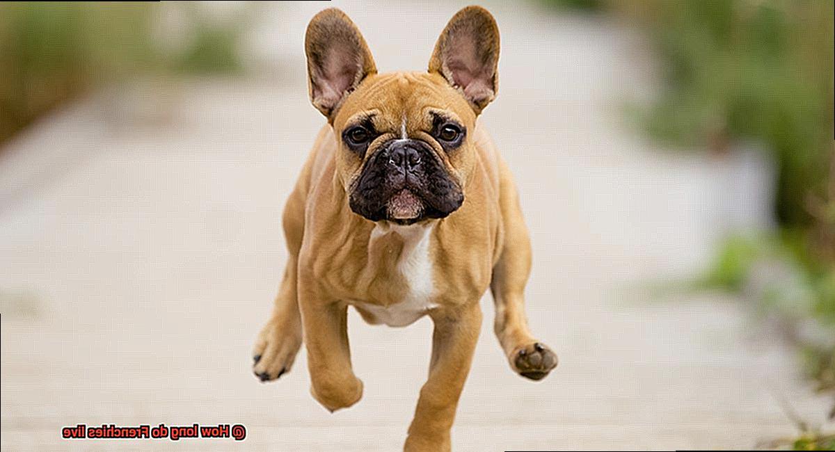 How long do Frenchies live-6