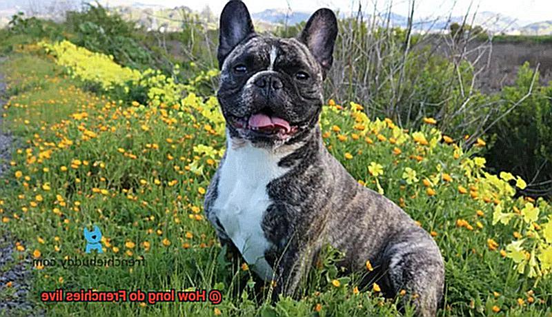 How long do Frenchies live-16