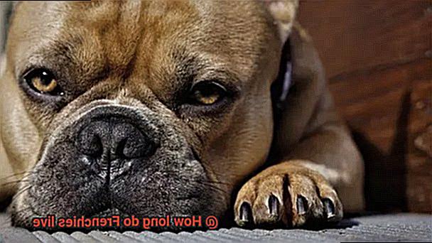 How long do Frenchies live-8