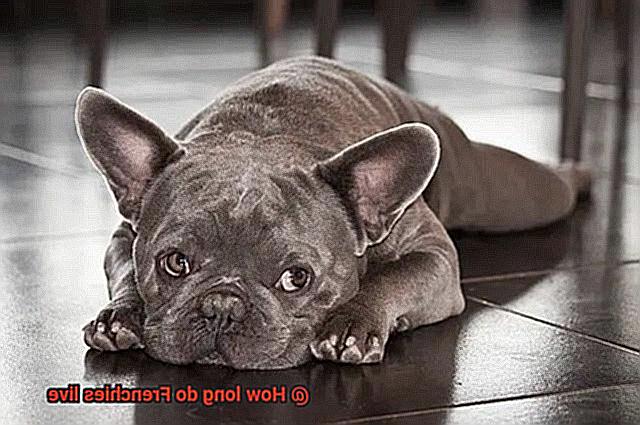 How long do Frenchies live-5