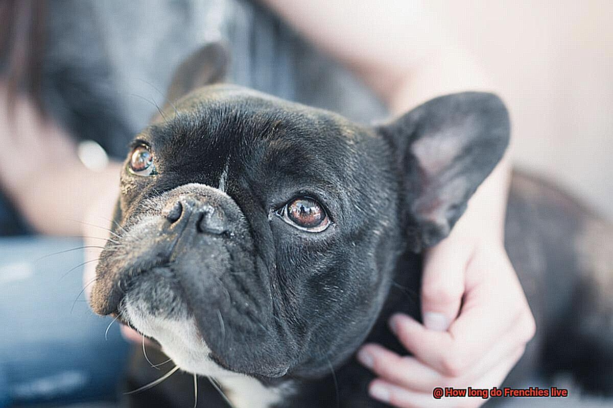 How long do Frenchies live-4