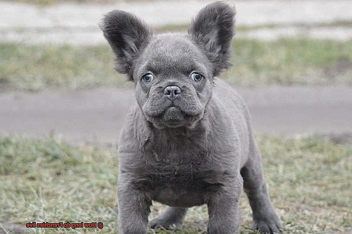 How long do Frenchies live-13