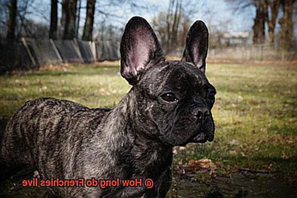 How long do Frenchies live-14
