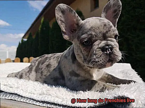 How long do Frenchies live-11