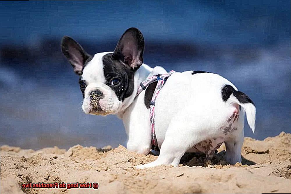 How long do Frenchies live-12