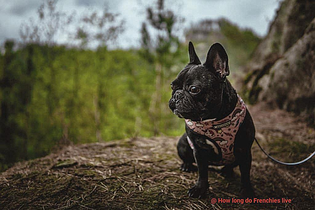 How long do Frenchies live-9