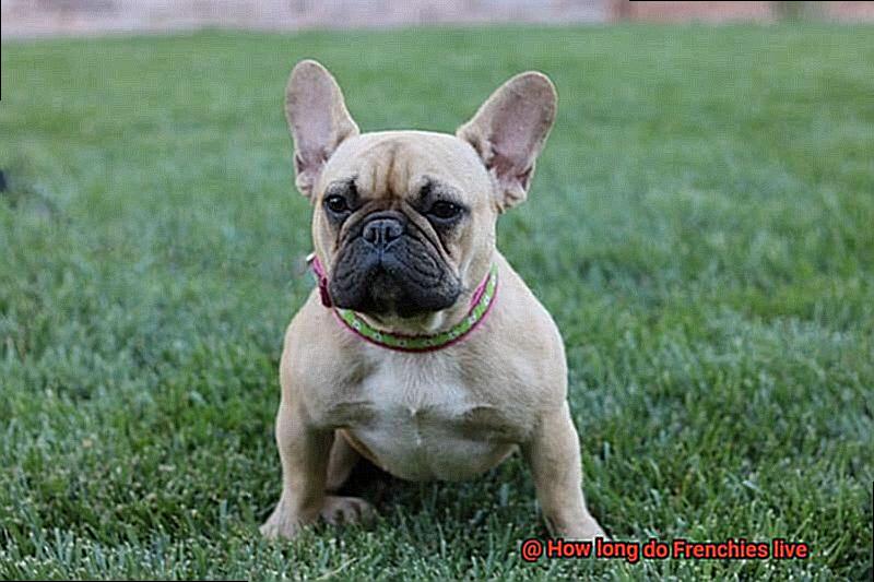 How long do Frenchies live-15