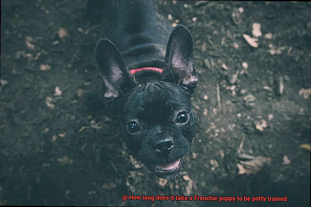 How long does it take a Frenchie puppy to be potty trained-3