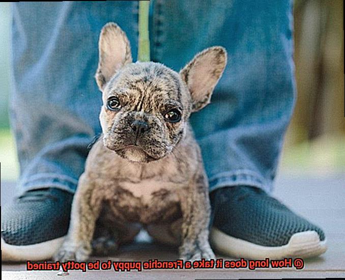 How long does it take a Frenchie puppy to be potty trained-2