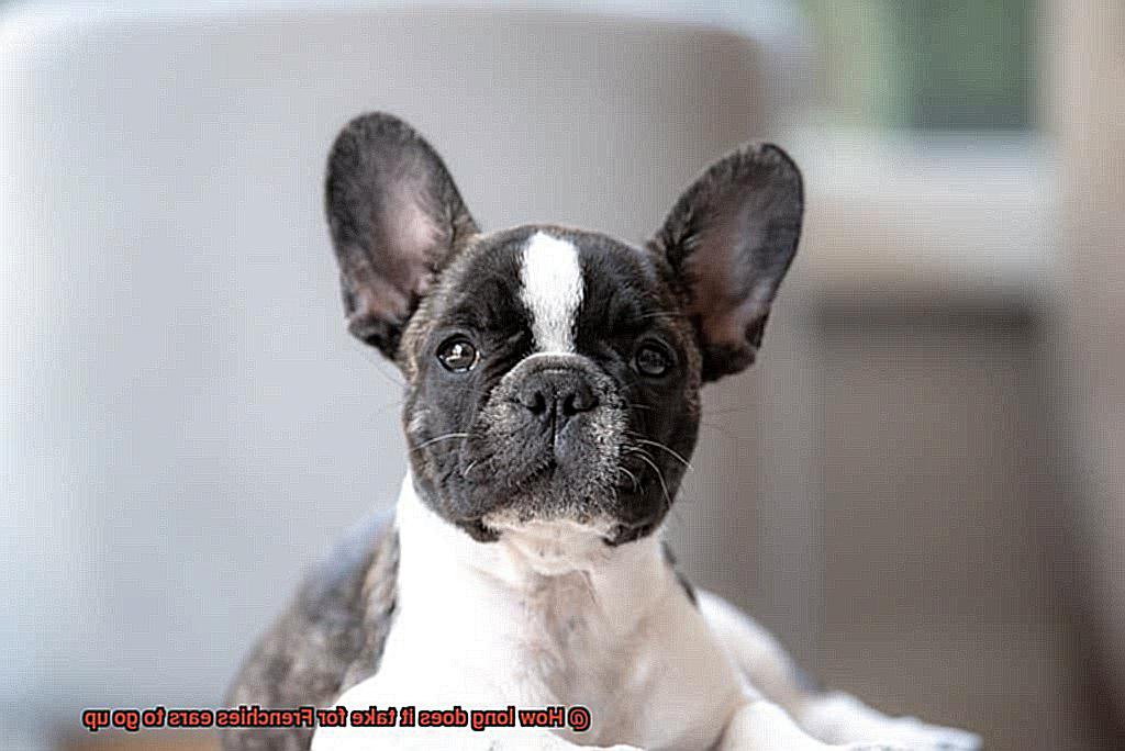 How long does it take for Frenchies ears to go up-4