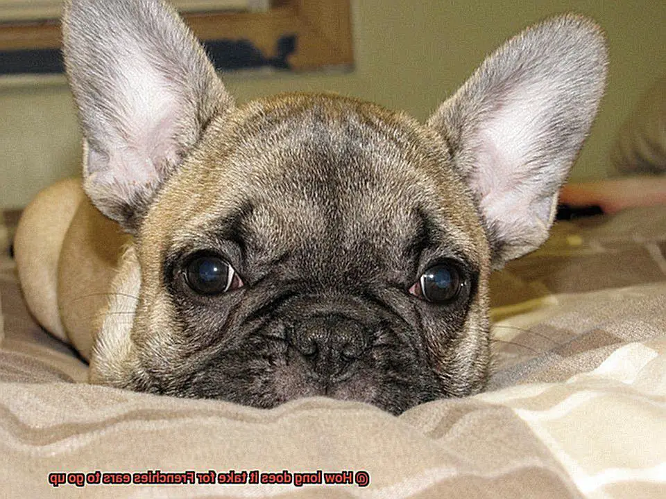 How long does it take for Frenchies ears to go up-2