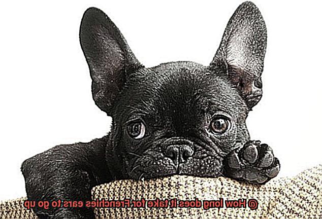 How long does it take for Frenchies ears to go up-3