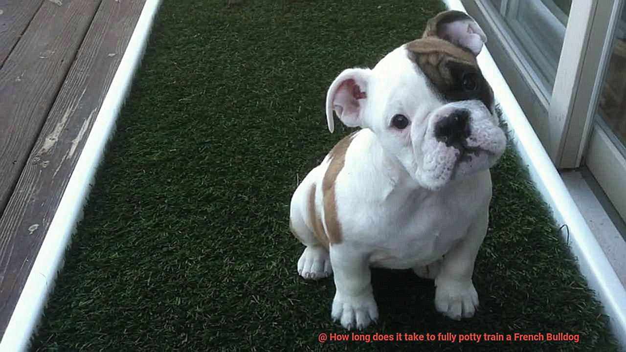 How long does it take to fully potty train a French Bulldog-11