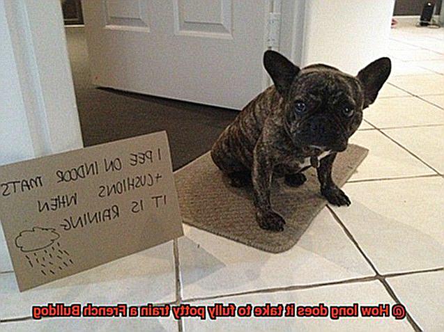 How long does it take to fully potty train a French Bulldog-7