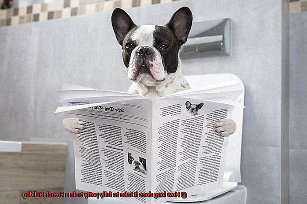 How long does it take to fully potty train a French Bulldog-4