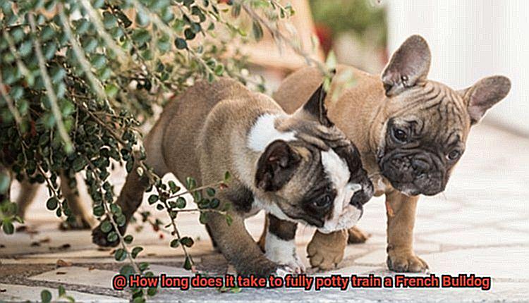 How long does it take to fully potty train a French Bulldog-8