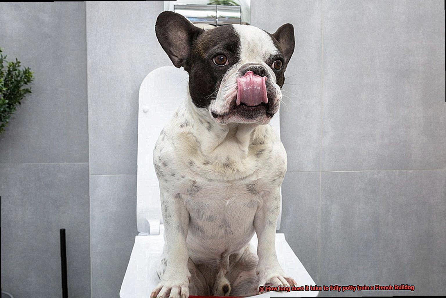 How long does it take to fully potty train a French Bulldog-10